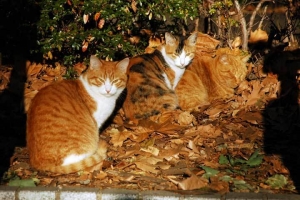 日比谷公園 寒い日の兄妹猫