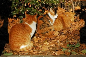 日比谷公園 寒い日の兄妹猫