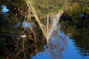 日比谷公園の池に映る雪吊りと冬鳥