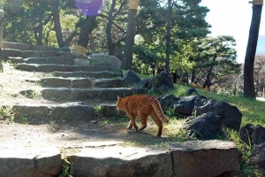 日比谷公園の三笠山のステップと茶トラ猫