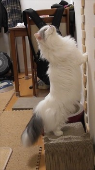 猫背の矯正も大事ですぅ。最初は壁を使ってもいいですぅ。りんは立って気を抜くとすぐ猫背になるみゃん