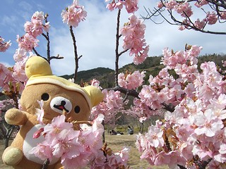 河津桜と旅リラックマさん1