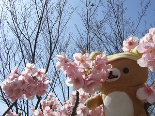 河津桜と旅リラックマさん2