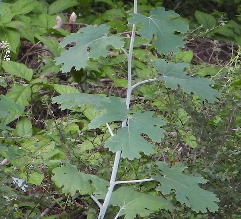 タケニグサ葉