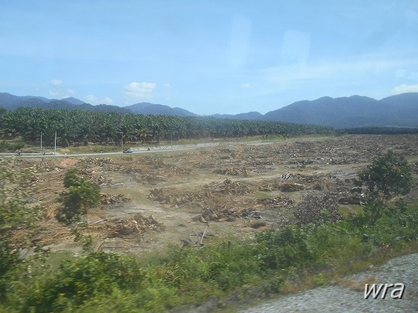 伐採されたマレーシアの森林